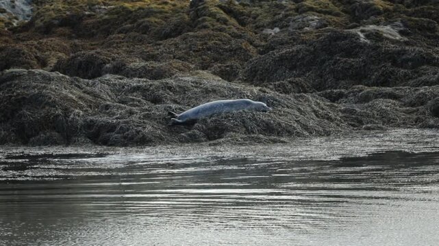 Harbour Seal (Phoca vitulina)