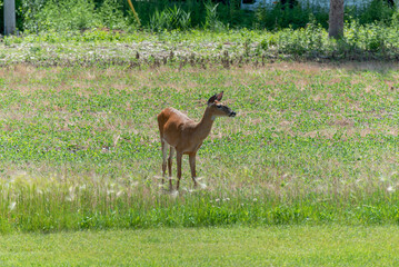 A White-tailed Doe Deer Feeding In An Urban Soybean Field In Wisconsin In Summer