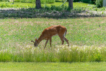 A White-tailed buck deer feeding in an urban soybean field in Wisconsin in summer