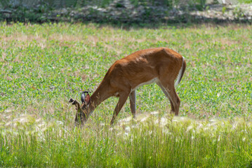 A White-tailed buck deer feeding in an urban soybean field in Wisconsin in summer