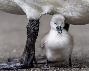close up of mute swan cygnet