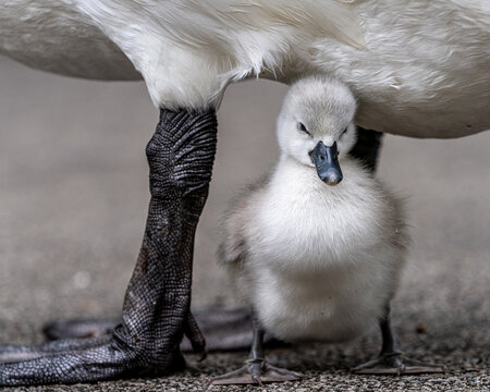 close up of mute swan cygnet