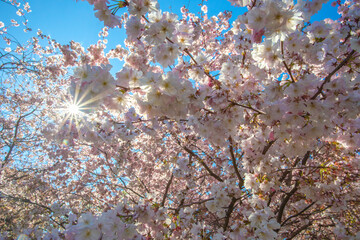 cherry tree blossom