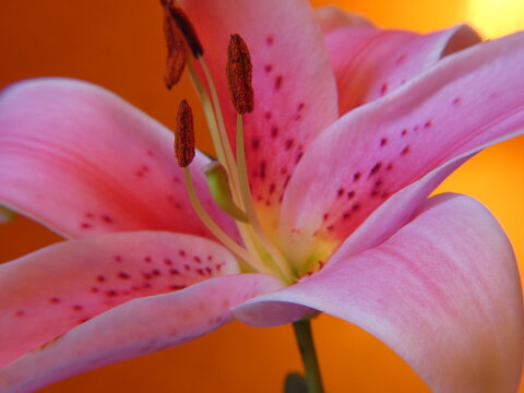 Lilium Lily Lilly