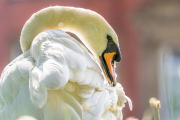 Close up of swan © alisonallenphoto