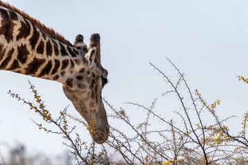 Extreme close-up an Angolan Giraffe - Giraffa giraffa angolensis, eating the berries from a thorny acacia tree in Etosha National park, Namibia.