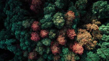 Fototapeta premium Aerial View of Autumn Forest Canopy