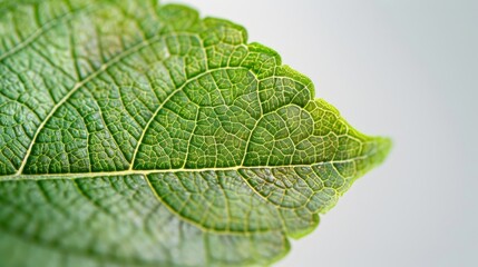 Detailed macro of green leaf with visible veins and texture, botanical close-up showcasing natural pattern and structure in soft studio light