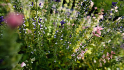 Salvia horminum with tall, branched stems and multicolored flowers, growing in a Siberian plant nursery. This vibrant sage from the mint family thrives in dry soils and full sun.