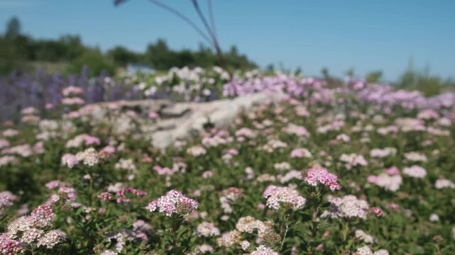 Pink spirea in the rays of bright autumn sun.