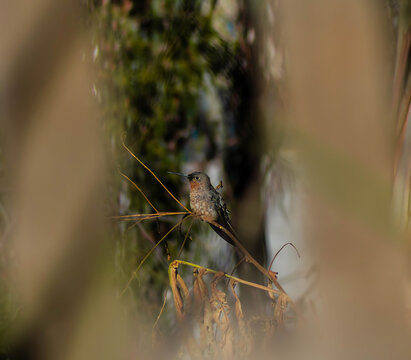 red winged bird