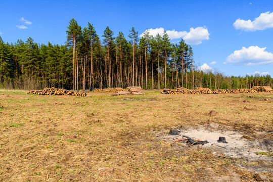 Stacked tree logs of pine wood in the forest. Forest felling. Timber storage