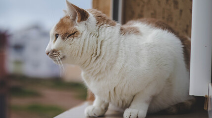 white cat on the fence © Евгения Мироненко
