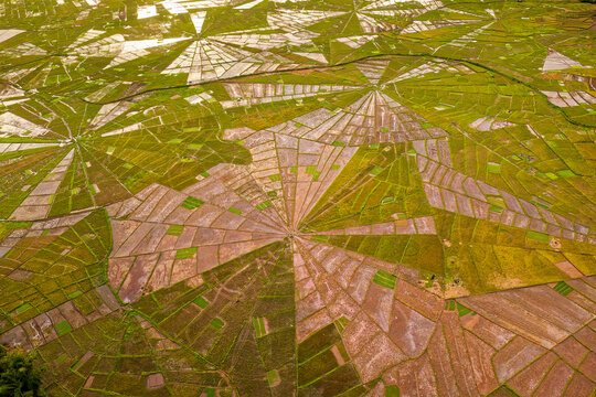 Spider web rice fields in Flores island in Indonesia, traditional unique agricultural fields called lingko, which are rice paddies arranged in a spider web formation