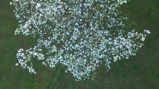 An aerial view captures a tree in full bloom, its branches laden with white flowers, some of which have fallen to the green grass below.