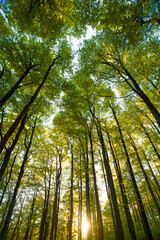 sunset in a beech forest in the Pyrenees of Navarra, Spain