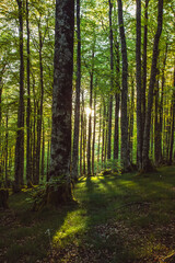 sunset in a beech forest in the Pyrenees of Navarra, Spain