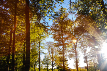 sunset in a beech forest in the Pyrenees of Navarra, Spain
