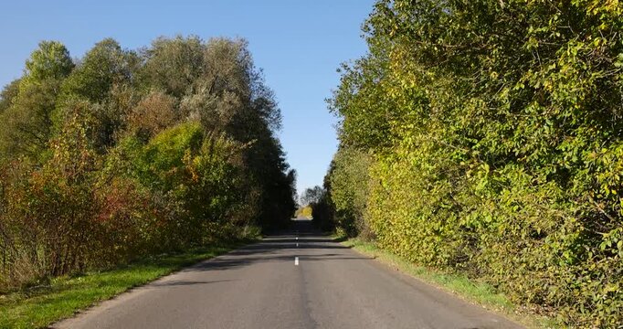 the foliage of birch trees falling in autumn in the autumn season, tall birches with yellow foliage during leaf fall against the sky