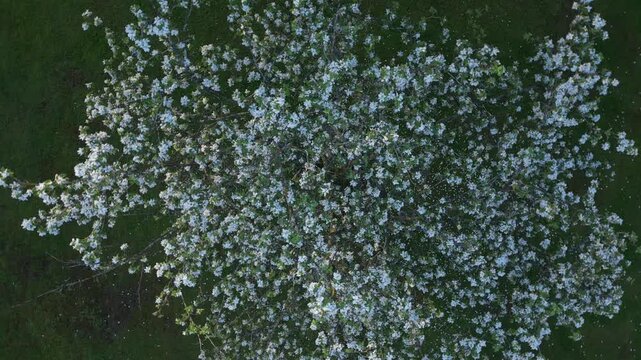 Overhead view of a blooming tree with delicate white flowers against a dark green grassy background.