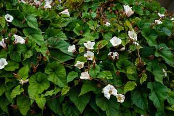 Close-up of Convolvulus Arvensis in a Summer Garden, Natural Floral Background with White Trumpet Flowers and Vines