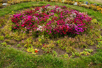 Circular Flower Bed with Pink and Magenta Dianthus in a Garden, Colorful Summer Garden Bed with Multi-Colored Dianthus and Green Grass,Lush Landscape Design Featuring Sweet William Flowers in Bloom