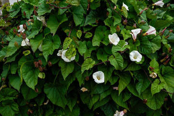 White Bindweed Flowers Climbing on Lush Green Foliage, Morning Glory Style Wildflowers with Heart-Shaped Leaves