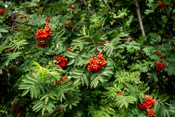 Wild Rowan Tree Fruit in a Lush Forest Environment, Autumn Nature Background with Red Berries and Green Leaves