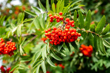 Close-up of Sorbus Aucuparia Berries in Late Summer Garden, Wild Rowan Tree Fruit in a Lush Forest Environment