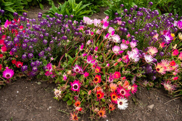 Colorful Livingstone Daisies and Sweet Alyssum in Full Bloom, Bright Floral Landscape Featuring Mesembryanthemum and Lobularia Maritima