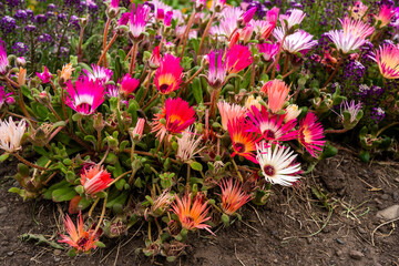 Vibrant Garden Bed with Pink Ice Plants and Purple Alyssum, Close-up of Multi-Colored Groundcover Flowers in a Summer Garden