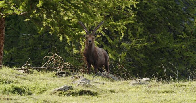 Curious Alpine Ibex watching as the sunlight shines on it