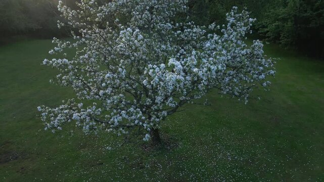 A lone tree blooms with white blossoms, showering petals onto a grassy field.