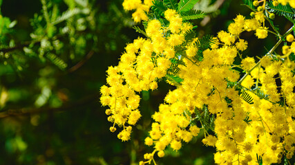 ミモザの花のアップ