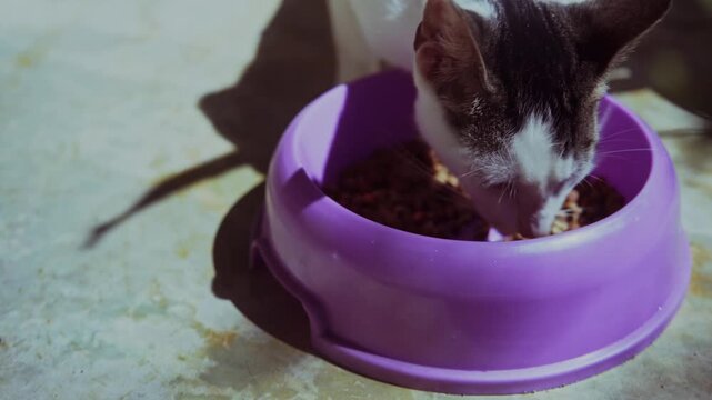 Adorable young cat eating kibble from a bowl