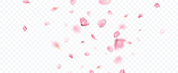 Petal flower falling overlay background.  © MatisseStudio