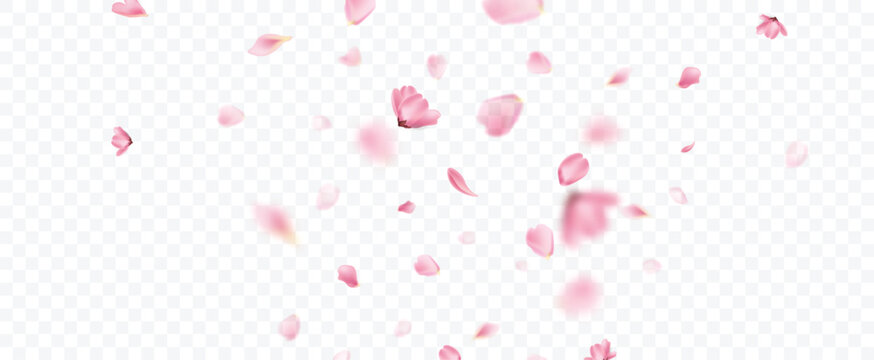 Petal flower falling overlay background. 