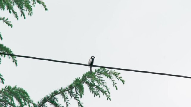 シジュウカラの鳴き声