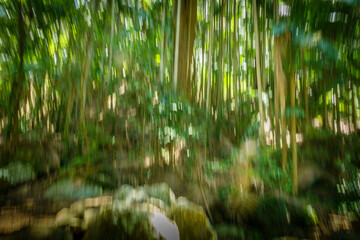 Obraz premium Vertical blur effect in natural deep green shades of rain forest of Mount Warning rainforest environment