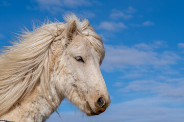 Obraz premium Icelandic horse