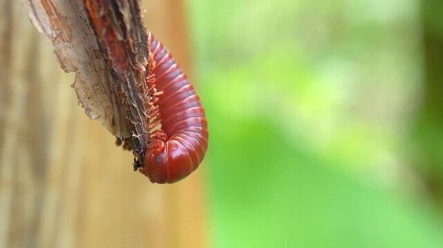 Macro Close-Up of Red Millipede Feeding on Decaying Banana Pseudostem