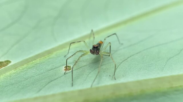 Macro Close-Up of Male Asemonea Jumping Spider Grooming Behaviour