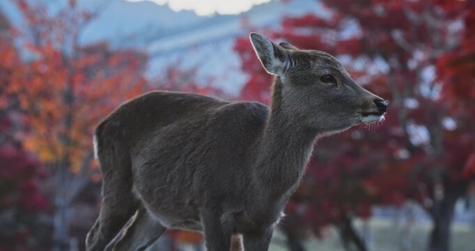 Deer looking around and chewing in front of autumn trees early in the morning - medium shot