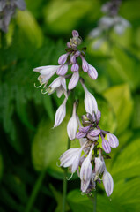 Beautiful blooming hosta flowers in summer garden	