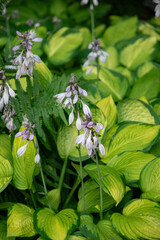 Beautiful blooming hosta flowers in summer garden