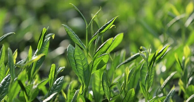 Green tea trees in spring mountains