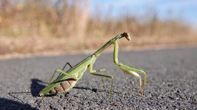 praying mantis