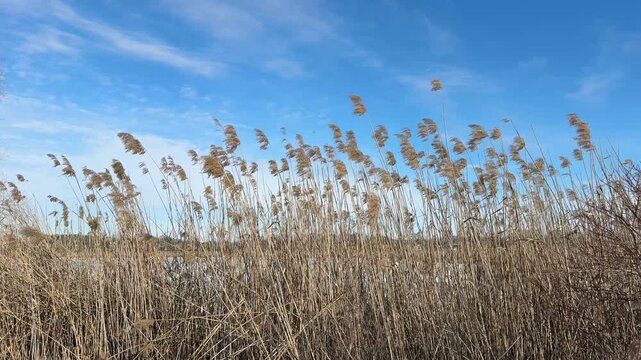 The reeds swayed in the wind and sky.