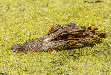 Young American Alligator in a South Carolina Swamp
