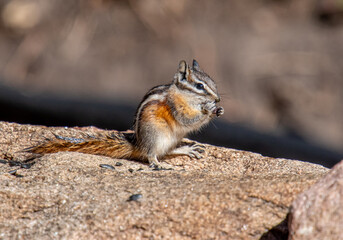 Least Chipmunk on a Rock Near Conifer, Colorado